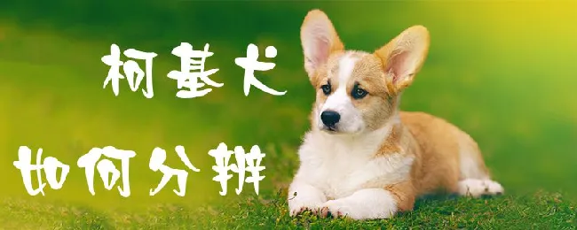 柯基犬如何分辨 | 养宠入门知识