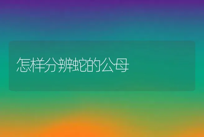 怎样分辨蛇的公母 | 动物养殖