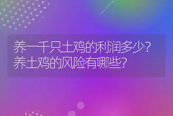 养一千只土鸡的利润多少？养土鸡的风险有哪些？ | 养殖致富