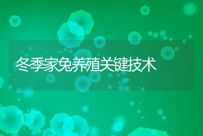 冬季家兔养殖关键技术 | 动物养殖