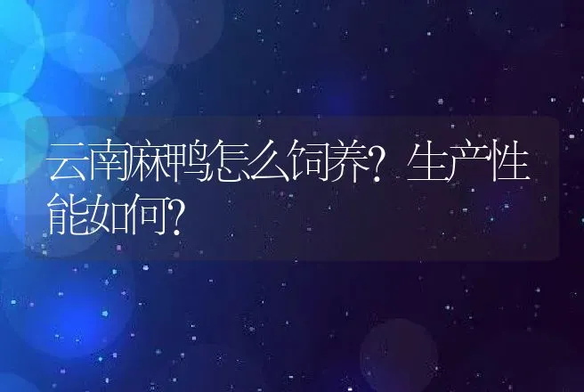 云南麻鸭怎么饲养？生产性能如何？ | 家禽养殖