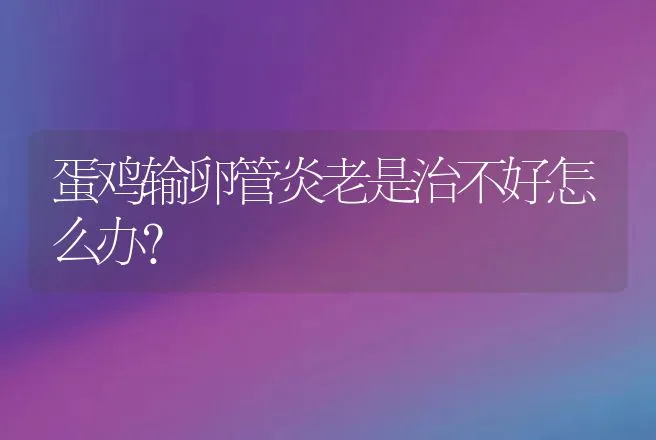 蛋鸡输卵管炎老是治不好怎么办？ | 兽医知识大全