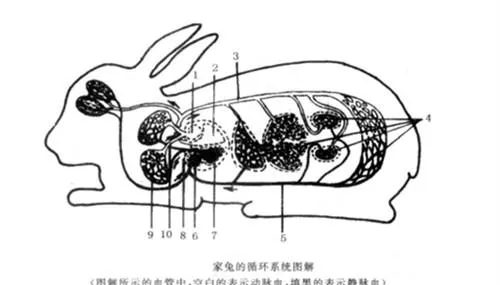 兔子心血管系统小百科 | 宠物喂养知识