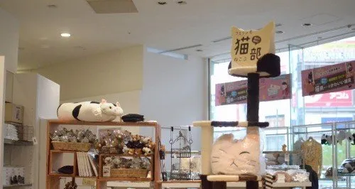 和猫咪有关的杂货店 | 宠物猫图片