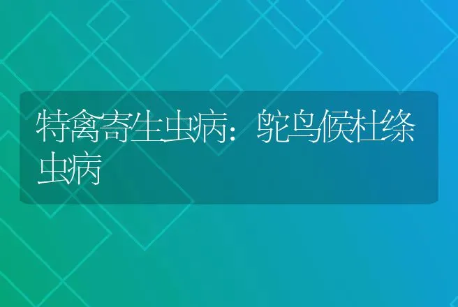 特禽寄生虫病:鸵鸟候杜绦虫病 | 动物养殖