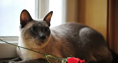 【宠物猫喂食】暹罗猫幼猫营养饮食 | 宠物猫病虫害防治