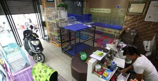 宠物店凌晨被偷70多条狗损失34万元 | 宠物新闻资讯