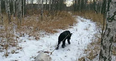 巨型雪纳瑞帮主人做各种农活 | 宠物新闻资讯