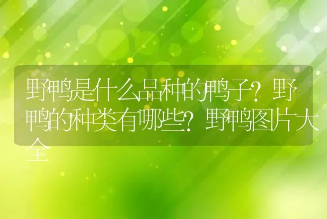 野鸭是什么品种的鸭子？野鸭的种类有哪些?野鸭图片大全 | 动物养殖