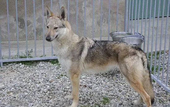 捷克狼犬夏季饮食注意事项 | 宠物病虫害防治