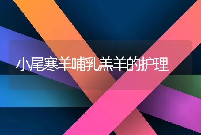 小尾寒羊哺乳羔羊的护理 | 动物养殖