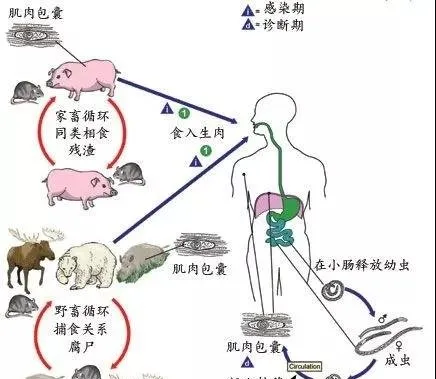 狗狗不能吃猪肉？这个说法是错误的！ | 宠物狗饲养