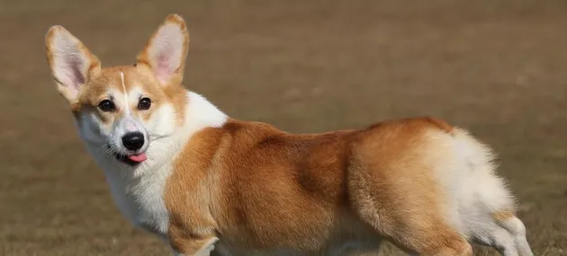 巴仙吉犬和柯基的杂交品种_图片 | 宠物狗饲养