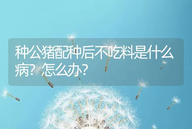 种公猪配种后不吃料是什么病？怎么办？ | 家畜养殖