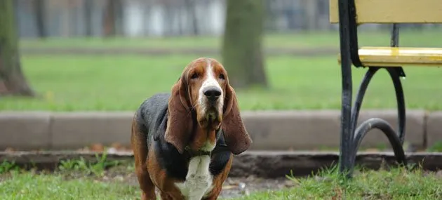 巴吉度猎犬好养吗,怎样训练巴吉度猎犬 | 宠物狗饲养