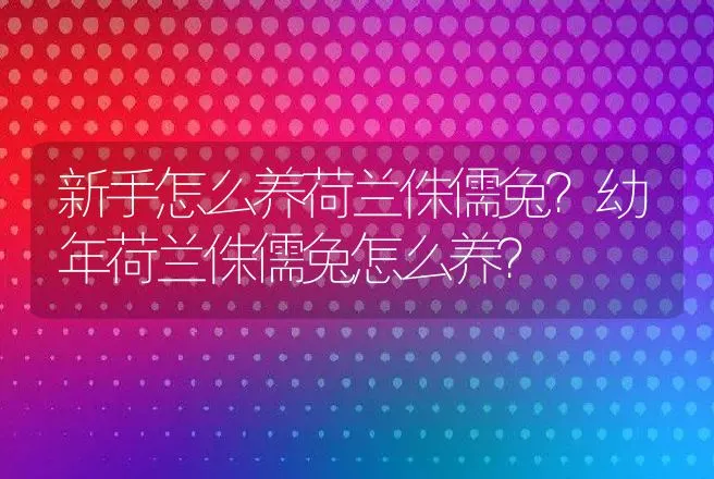 新手怎么养荷兰侏儒兔？幼年荷兰侏儒兔怎么养？ | 特种养殖