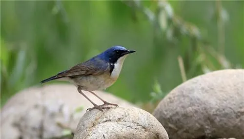 蓝歌鸲的形态特征 | 宠物训练技巧