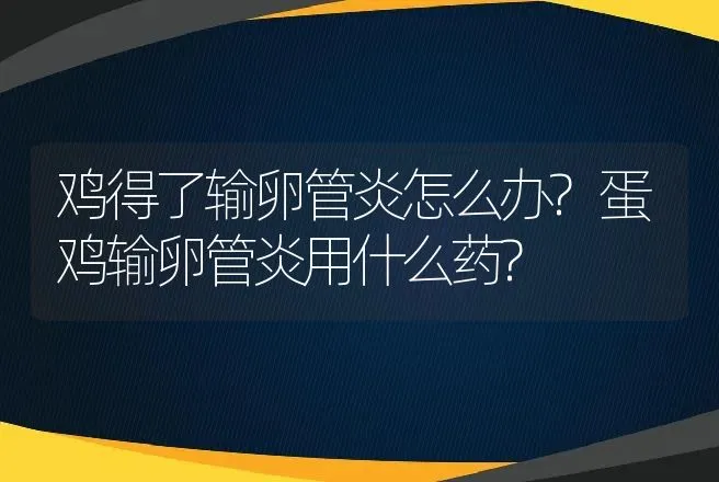 鸡得了输卵管炎怎么办?蛋鸡输卵管炎用什么药? | 兽医知识大全