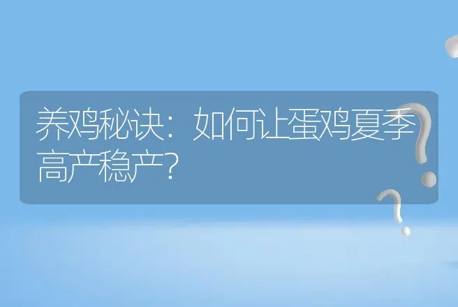 养鸡秘诀：如何让蛋鸡夏季高产稳产？ | 家禽养殖