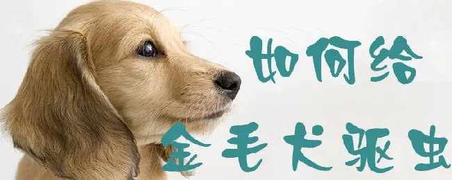 如何给金毛犬驱虫 | 宠物病虫害防治