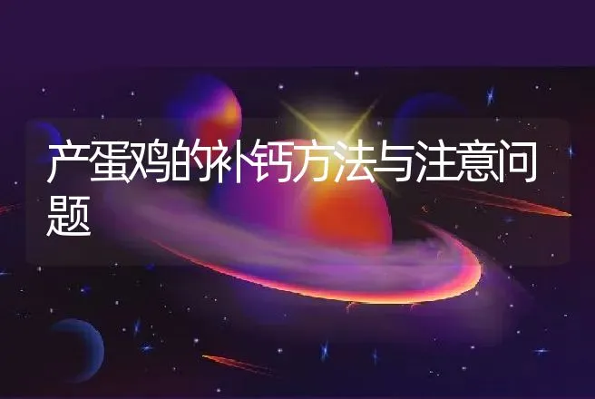 产蛋鸡的补钙方法与注意问题 | 动物养殖