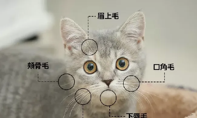 “拔根猫胡子，招财招桃花？”别再迷信了！！ | 宠物猫饲养