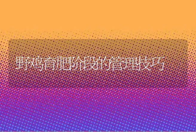 野鸡育肥阶段的管理技巧 | 动物养殖