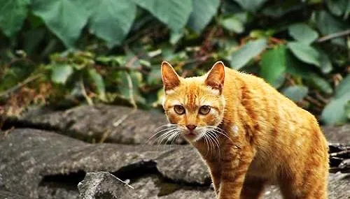 土耳其梵猫和土猫有什么区别？土耳其梵猫和土猫区别 | 宠物病虫害防治