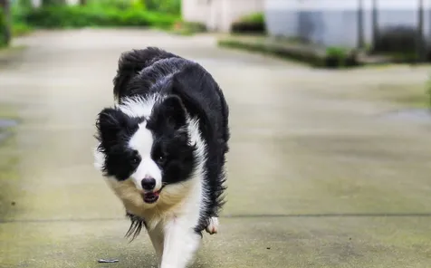 边境牧羊犬坐和趴训练 每次练习完都要赞扬一下 | 宠物训练技巧