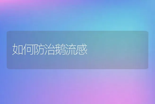 如何防治鹅流感 | 动物养殖