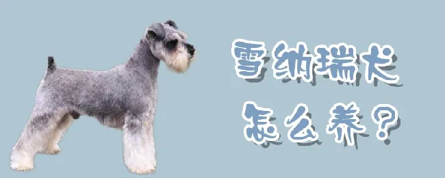 雪纳瑞犬怎么养 | 宠物病虫害防治