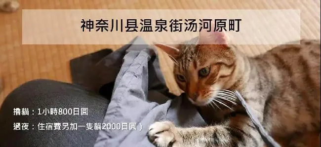 猫掌柜PPT分享 | 看台湾、日本、韩国、德国的猫店都是怎么玩？ | 宠物行业洞察