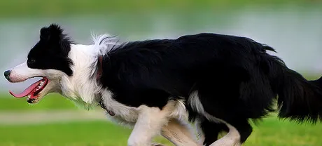 边境牧羊犬坐和趴训练 每次练习完都要赞扬一下 | 宠物训练技巧