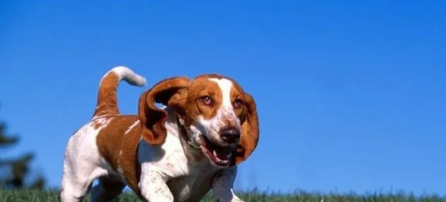 巴吉度猎犬好养吗,怎样训练巴吉度猎犬 | 宠物狗饲养