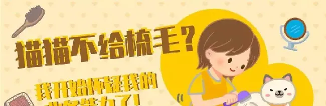 5种方法告诉你，怎么让猫咪爱上梳毛！ | 宠物猫美容护理