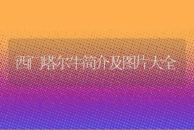 西门塔尔牛简介及图片大全 | 动物养殖