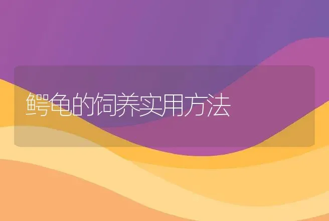 鳄龟的饲养实用方法 | 动物养殖