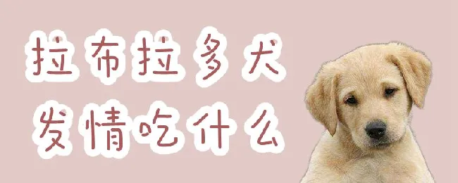 拉布拉多犬发情吃什么 | 宠物病虫害防治