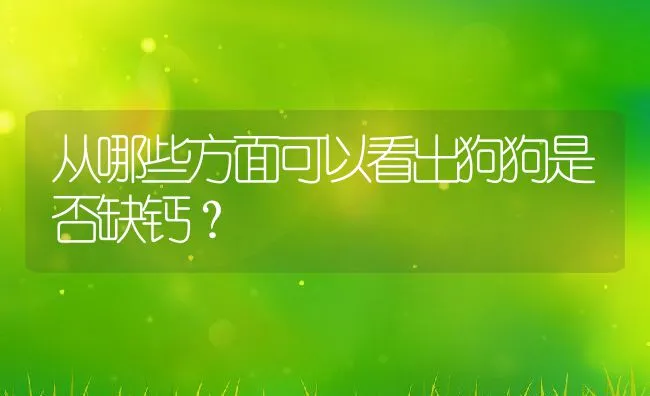 从哪些方面可以看出狗狗是否缺钙？ | 宠物猫