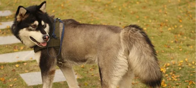 巨型阿拉斯加犬多少钱一只，价格贵吗？ | 宠物狗饲养