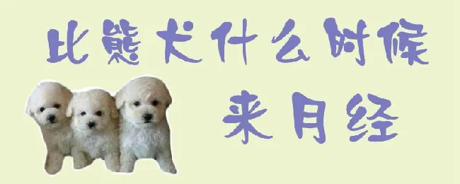 比熊犬什么时候来月经 | 宠物病虫害防治