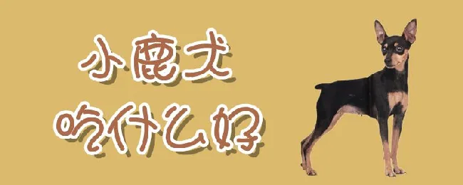 小鹿犬吃什么好 | 宠物病虫害防治