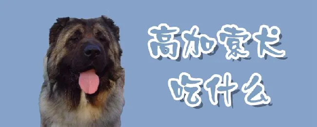 高加索犬吃什么 | 宠物病虫害防治