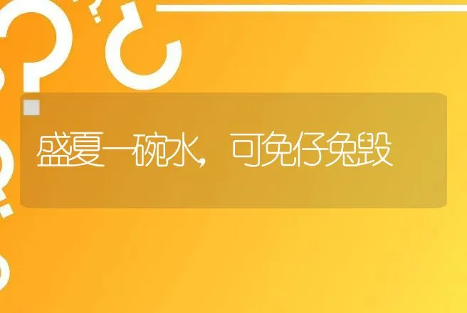 盛夏一碗水，可免仔兔毁 | 动物养殖