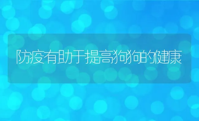 防疫有助于提高狗狗的健康 | 宠物猫