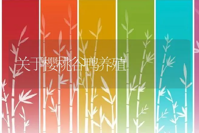 关于樱桃谷鸭养殖 | 动物养殖