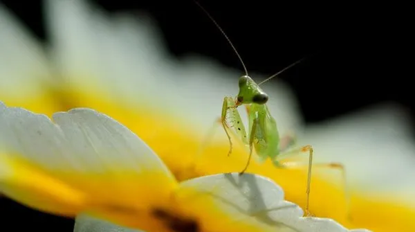 高清镜头下飞舞的螳螂 | 宠物昆虫图片