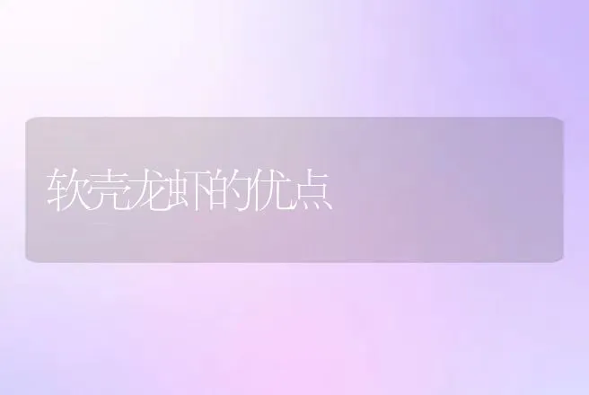 软壳龙虾的优点 | 动物养殖