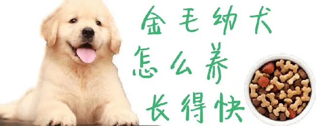 金毛幼犬怎么养长得快 | 宠物病虫害防治