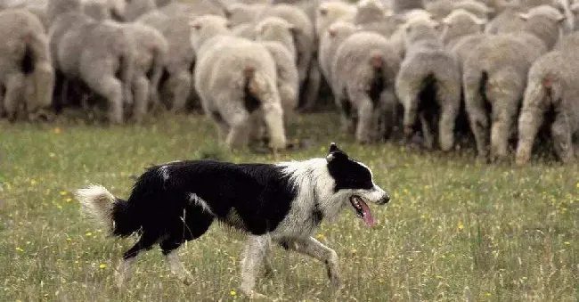 为何牧羊犬在夏季总掉毛？原因有这4个！ | 宠物狗饲养